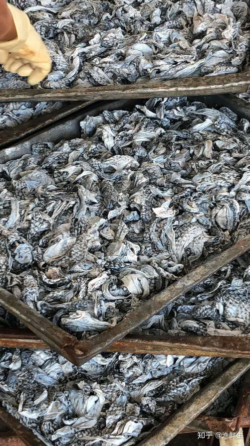 禁食野生動(dòng)物背景下餐飲業(yè)的結(jié)構(gòu)性變革與美食加盟新機(jī)遇